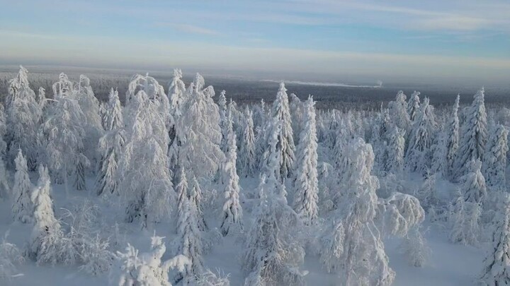 snowy trees