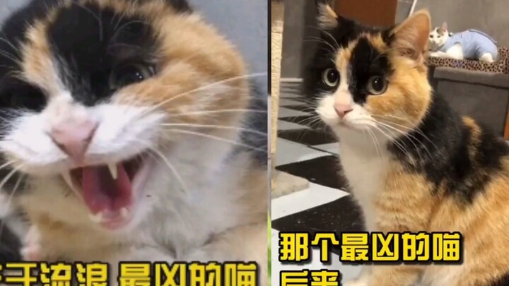 Apa yang terjadi selanjutnya dengan kucing paling garang itu? Rekayasa besar-besaran yang berakhir d