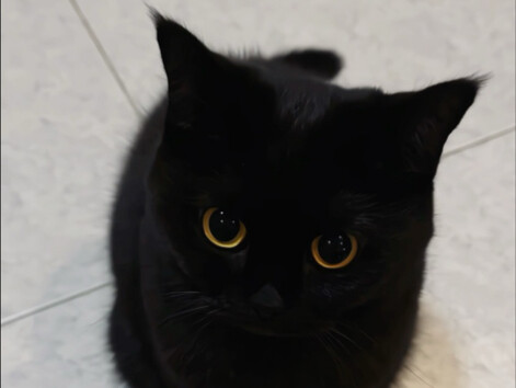 Dễ thương thật đấy, nhưng phẩm chất thì kém cỏi…