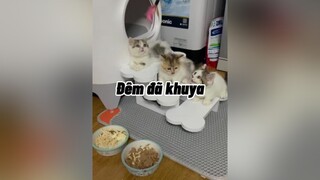 Đêm rồi còn ỉa 🥲🥲🥲🥲mèo cat cute