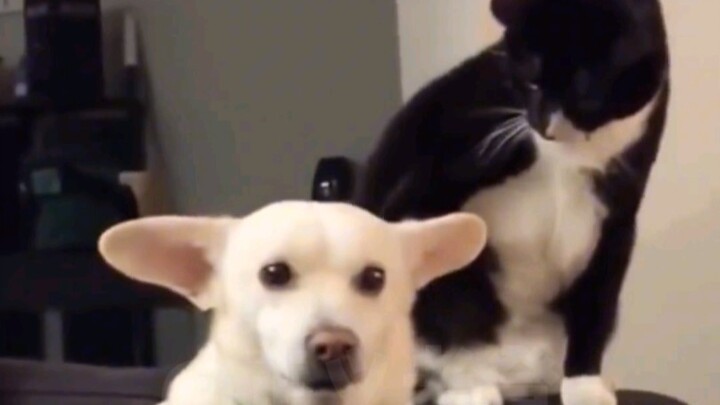 Animal Voice Acting | The Current Situation of Married Men