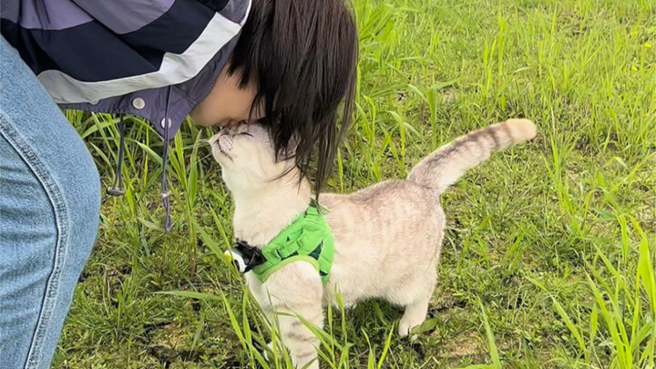 The little kitten was so engrossed in eating grass that when it looked up, Mom was gone—and then….