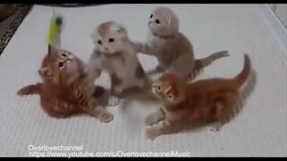 Cats Kingdom of Tigers ใครๆก็ชอบแมวเมี๊ยวๆ รออยู่นะ!