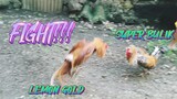 LEMON GOLD VS SUPER BULIK      SPAR!!