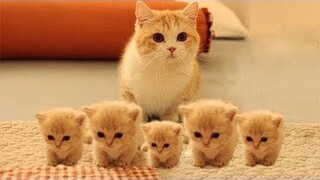 So many cute kittens videos compilation 2018