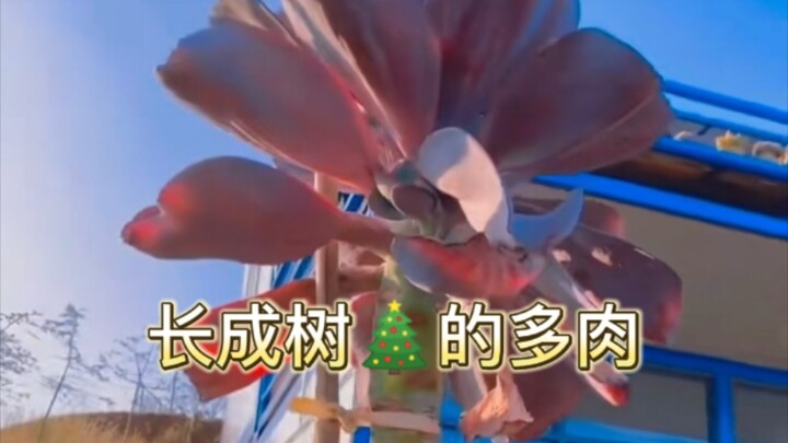 Sukulen pada dasarnya adalah bunga dan tanaman langka—selama kamu cukup unik, kamu juga bisa menonjo