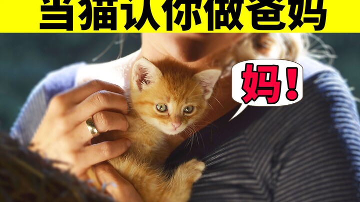 6 Behaviors Cats Only Show When They Treat You Like Their Parents—Are You the Mom or the Servant?