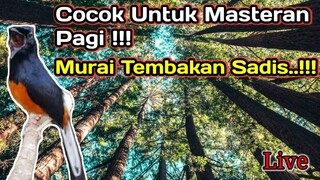 Murai Full isian dan Tembakan Sadis | Cocok untuk Masteran Pagi | Bang Kicau