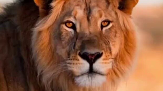 What do animals with Down syndrome look like?