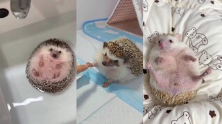 เมื่อคุณเลี้ยงเม่นเป็นสัตว์เลี้ยง ชีวิตประจำวันที่บ้านของคุณจะเป็นแบบนี้...