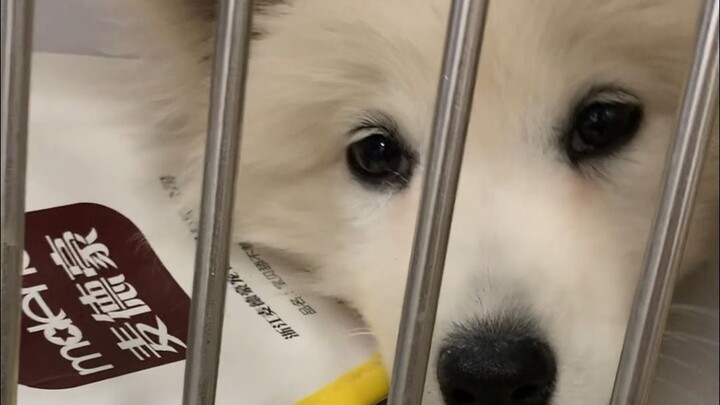 This little dog had intestine wrapped around intestine, wrapped around intestine again—it almost dro