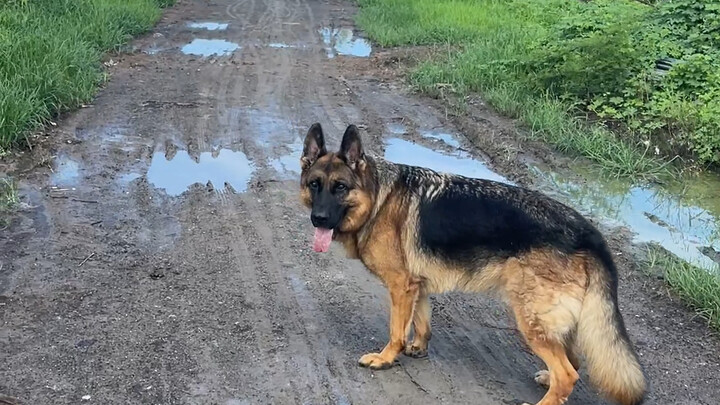 หมาเยอรมันเชพเพิร์ดไอคิวติดอันดับสาม? โกหกชัดๆ!