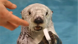 استبدل اللعب بالصدف الصغير، وفرح الصغير لدرجة أنه كاد يطير من الفرح!