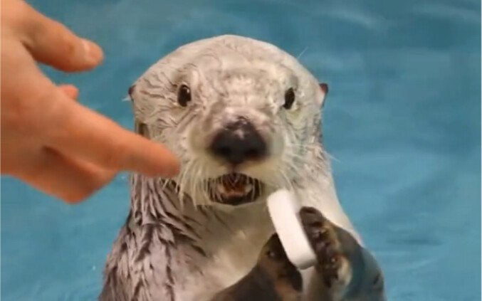 玩具换小贝壳，小家伙开心到起飞～