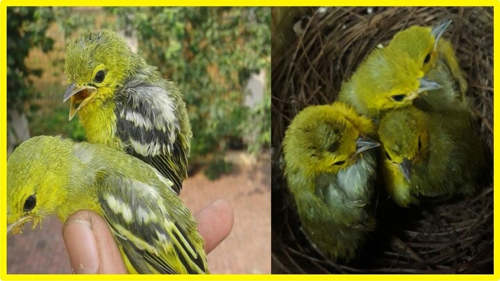 Suara Ribut Kicau Burung Cipow, Cipoh & Sirtu Ampuh Untuk Pikat Serta Terapi...