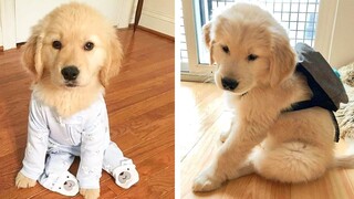 OMG CUTE GOLDEN PUPPIES Videos Compilation CUTEST Moment Of Babi Golden 🐶| Cute Puppies