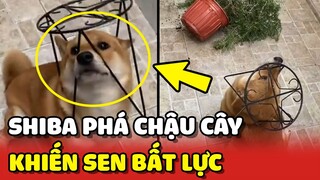 Chú chó Shiba cùng MỐI THÙ với CHẬU CÂY khiến con Sen BẤT LỰC 😂 | Yêu Lu