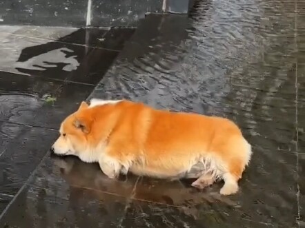 “Corgi: The Legend”
