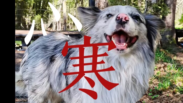 “The dog you’ve raised for eight years is so fat and old that it tastes awful.”