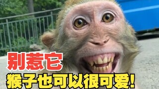 ถ้ามนุษย์ไม่ยุ่งกับลิง พวกมันก็จะกลายเป็นสัตว์ที่น่ารักมาก!