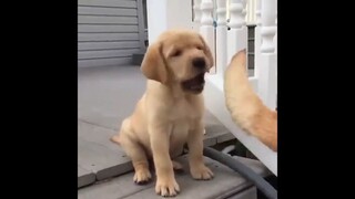 cute dogs