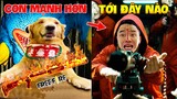 Thú Cưng Vlog | Tứ Mao Ham Ăn Đại Náo Bố #33 | Chó gâu đần thông minh vui nhộn | Funny smart pet dog
