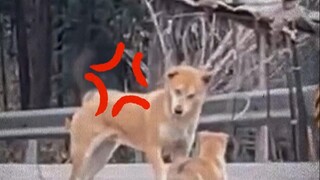 يمكن للكلاب أن تعتني بأطفالها