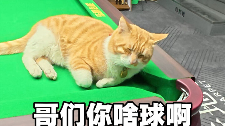 Jeruk, jangan kabur!