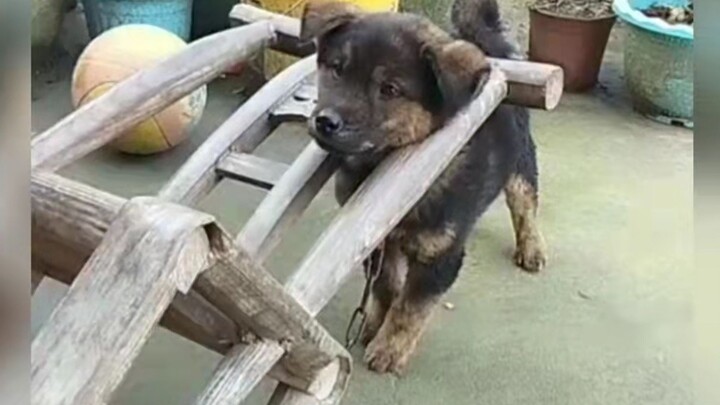 หมา: ถามว่าฉันจะโศกเศร้าได้แค่ไหน? ถ้าต้องโศกเศร้า ก็โศกเศร้าให้สุดใจไปเลย!