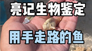 [Liangji Biological Identification] Fish that walk on their hands