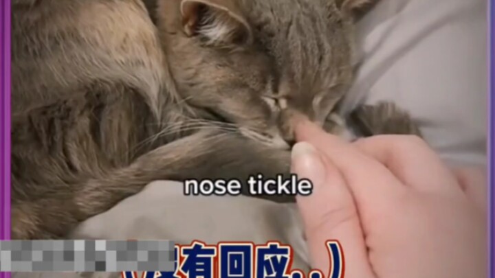 主人每天早上检查19岁的猫咪是否还活着，直到这一天...