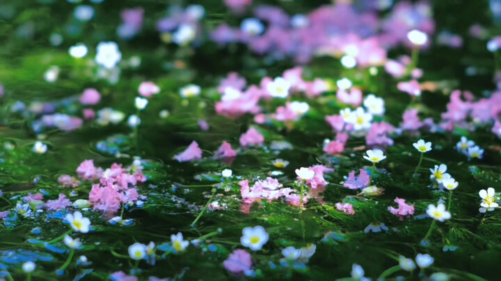 “Come see! Monet’s Garden Underwater!”