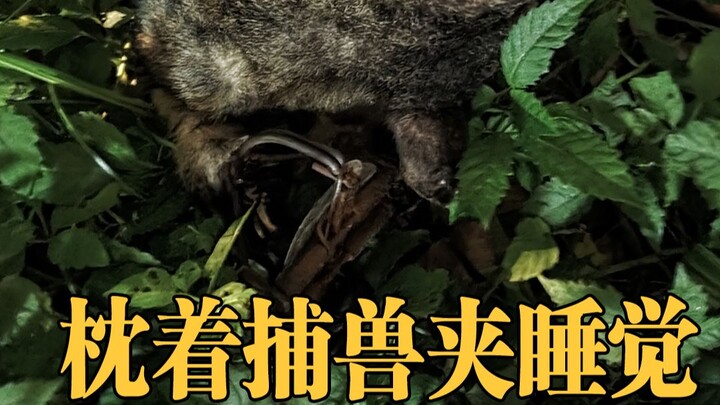 Chú mèo hoang ngủ gật bên chiếc bẫy thú...