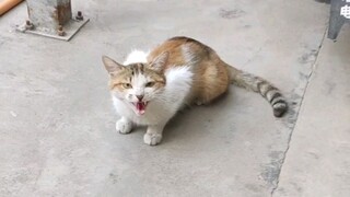 Usai memakan ikan pertama untuk kucing ganas yang berlari ke halaman. . .