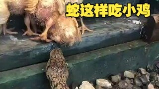 蛇居然这样吃小鸡
