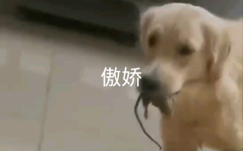 Lặc Lặc Chư, Cẩu Tử bắt chuột.