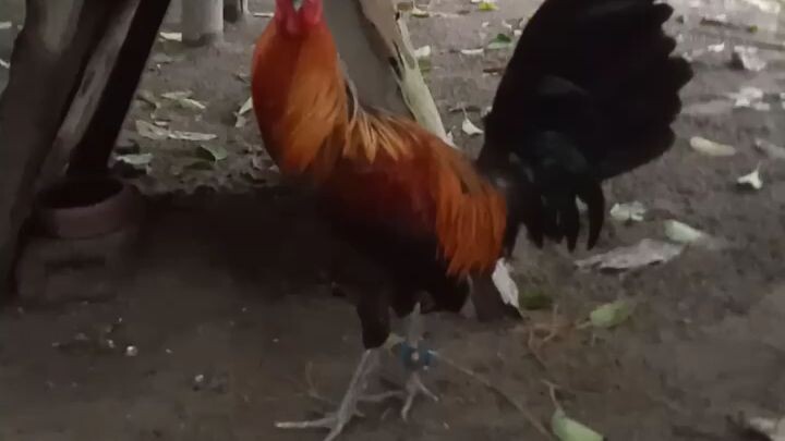 Stags available,8 to 10 months old,pm or comment sa intresado,🐓