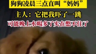 November 22, Chengde, Hebei. The dog barked "Mom" in the middle of the night—so intelligent! Golden 