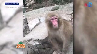 Dunia Binatang BTV - 22 Juli 2025