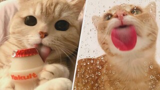 Cute Animal Videos that Make this World a Better Place 🥰