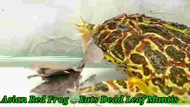 Asian Frog🐸Eats Dead Leaf Mantis