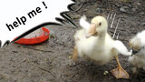 [Animal] War between chickens and ducks