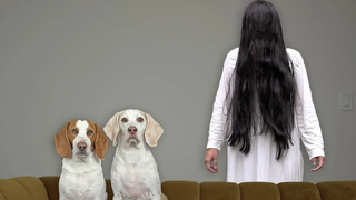 Dogs vs The Ring Girl Prank สุนัขตลก Maymo & Potpie เล่นเกมกับ Samara Morgan