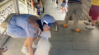 I almost succeeded by just throwing it #MeizhouIsland#DogGoingDownStairs#BichonFrise#