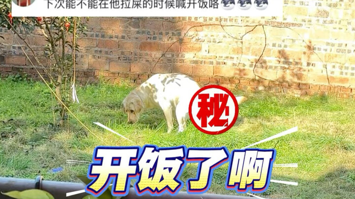 Chó: Lúc này mà kêu cơm à?