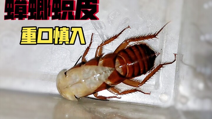 Cockroach molting, sanity drops to zero