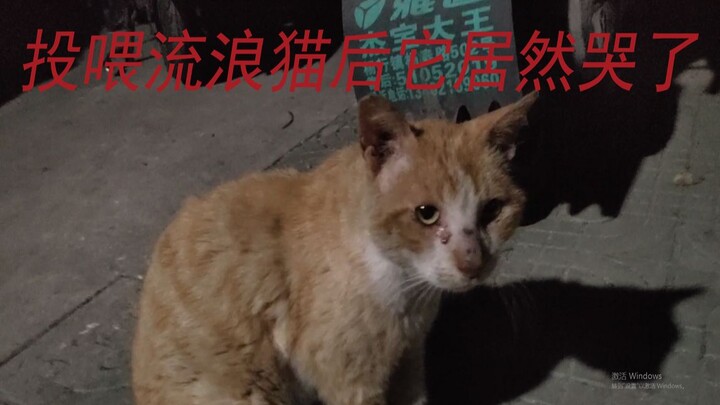 After I fed a stray cat, it actually started crying! Cats do have feelings!