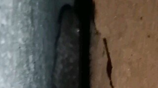 Gecko