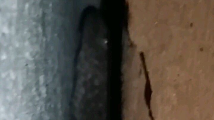 Gecko