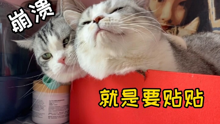 Seberapa frustasinya jadi ayah kucing yang ngurus anak? Setiap hari diselimuti sampai mulai meraguka